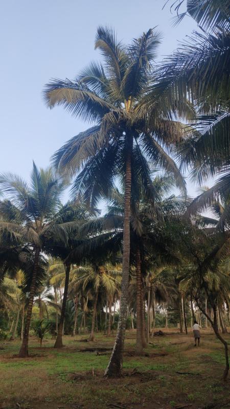 Additional image 2 of Pollachi, Coimbatore