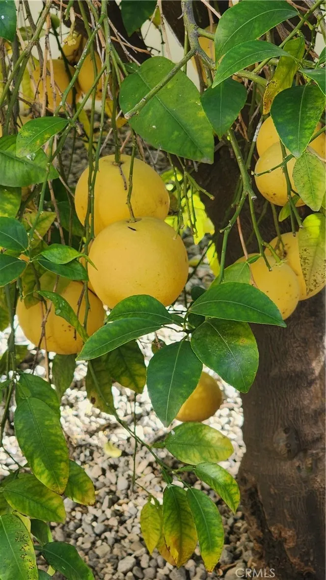 Additional image 54 of 26573 Braddock Road, Menifee, CA 92586