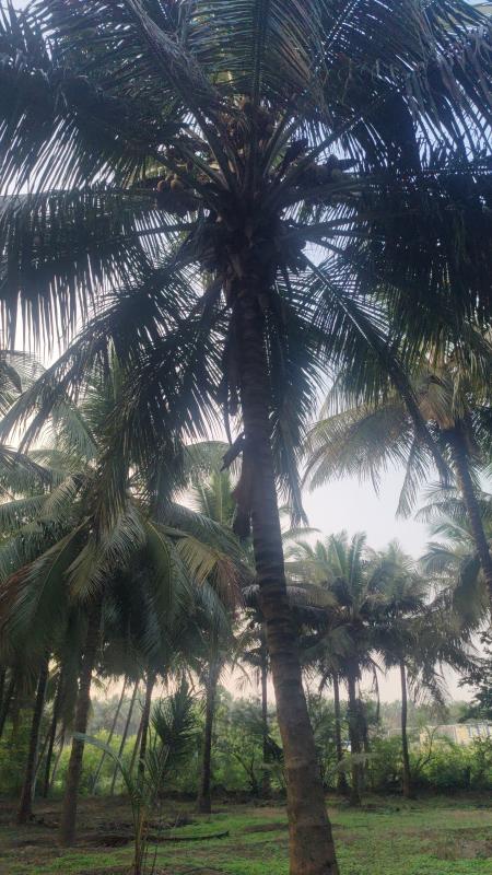 Additional image 3 of Pollachi, Coimbatore