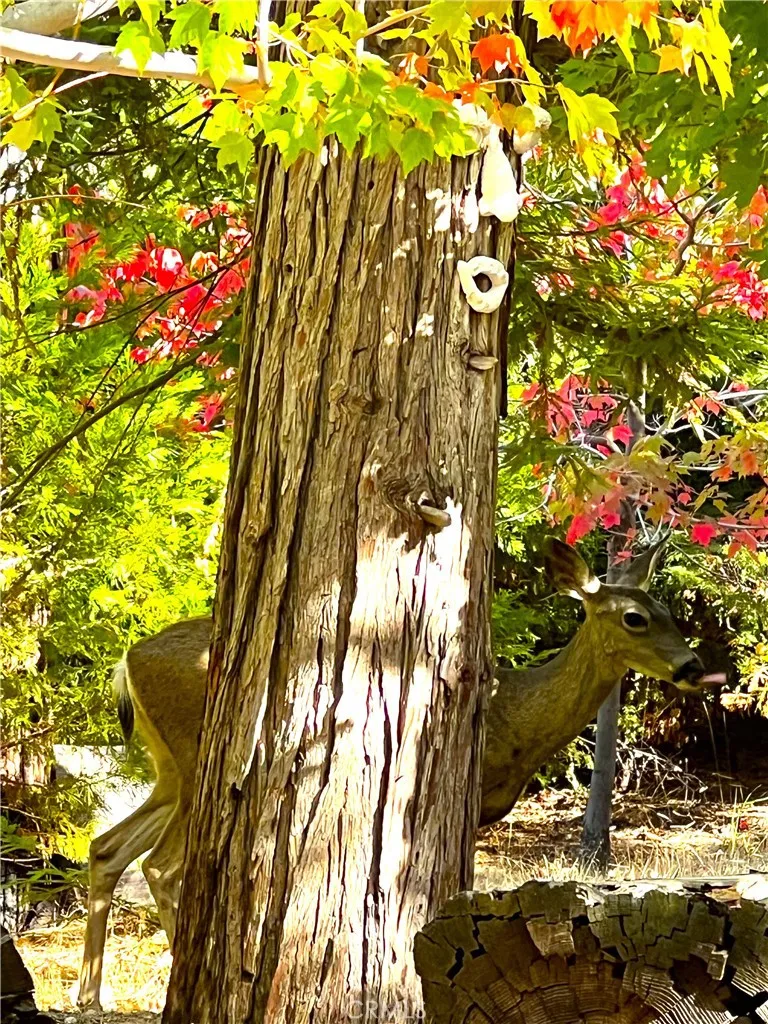 Additional image 85 of 29729 Katharine Way, Cedar Glen, CA 92321