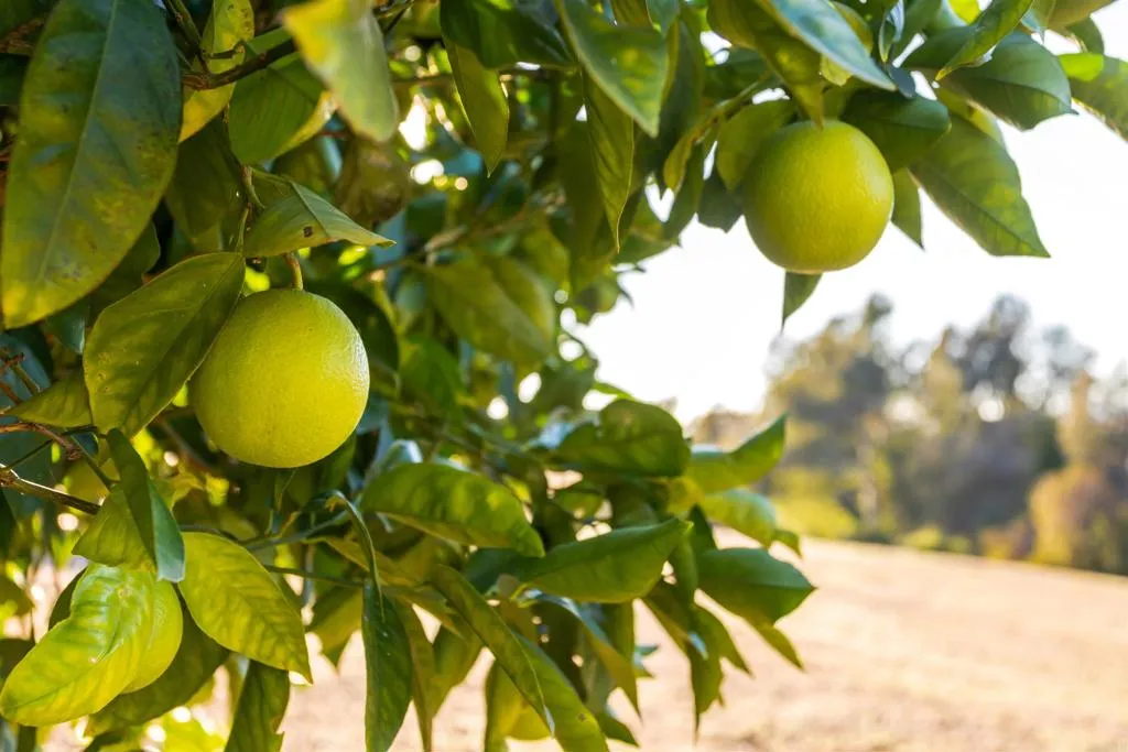 Additional image 37 of 351 Sheila Lane, Fallbrook, CA 92028