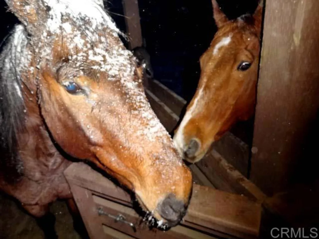 Additional image 48 of 3413 Fern Meadow Road, Palomar Mountain, CA 92060