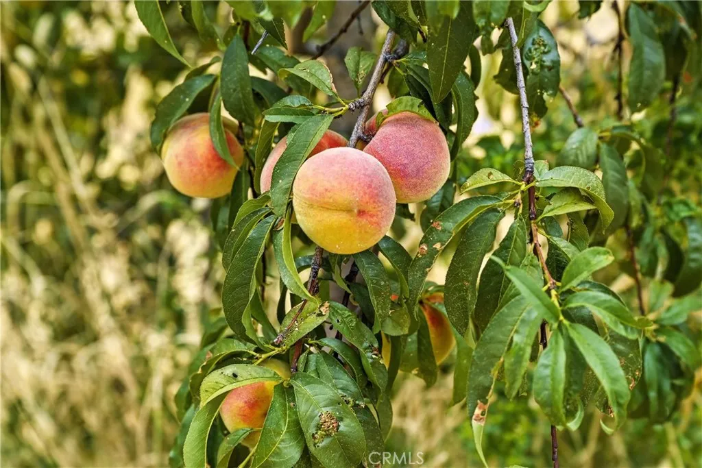 Additional image 56 of 20110 Jerusalem Grade, Lower Lake, CA 95457