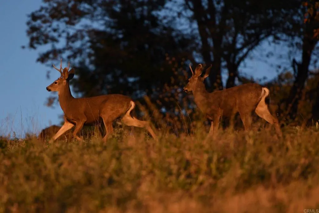 Additional image 135 of 3413 Fern Meadow Road, Palomar Mountain, CA 92060