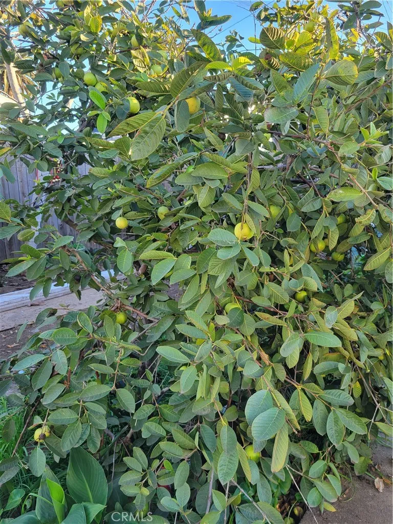 Additional image 67 of 1934 Vineyard, Los Angeles, CA 90016