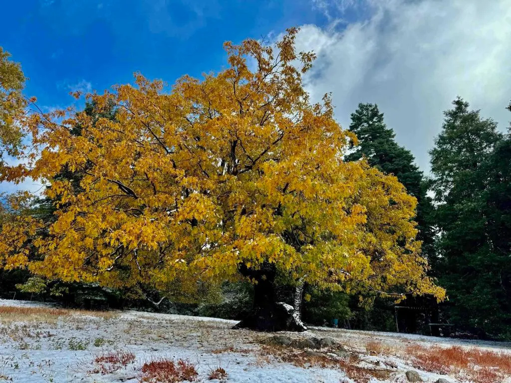 Additional image 57 of 3413 Fern Meadow Road, Palomar Mountain, CA 92060