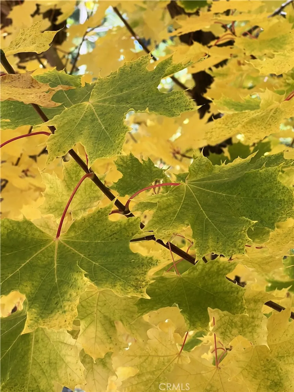 Additional image 44 of 29729 Katharine Way, Cedar Glen, CA 92321