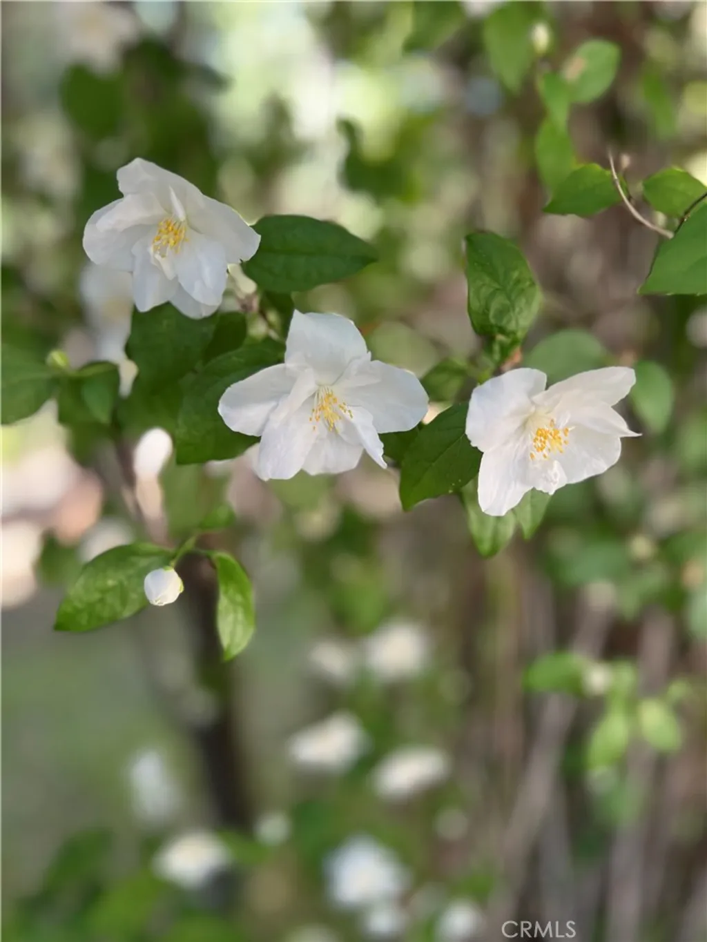 Additional image 45 of 29729 Katharine Way, Cedar Glen, CA 92321