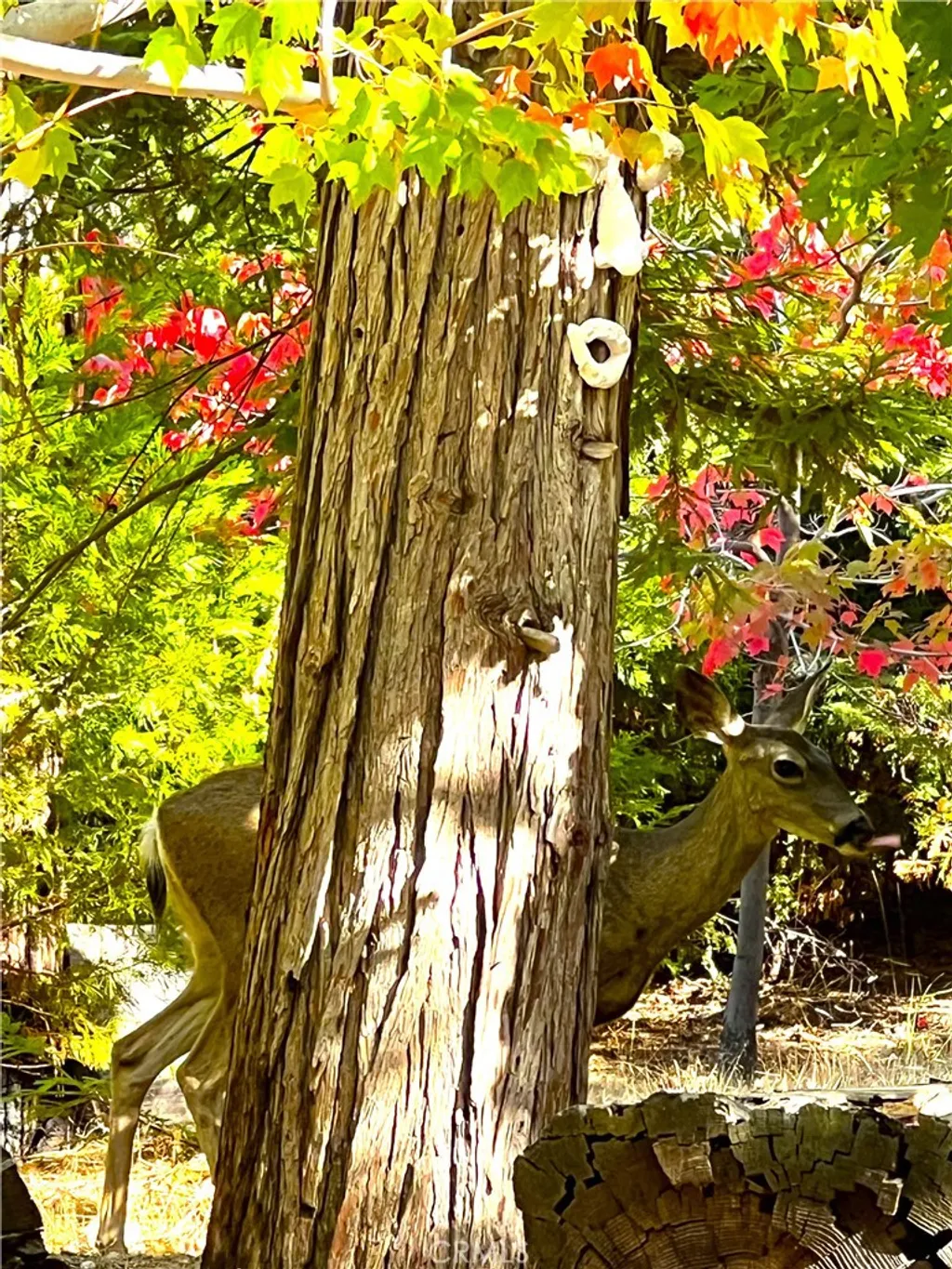 Additional image 41 of 29729 Katharine Way, Cedar Glen, CA 92321