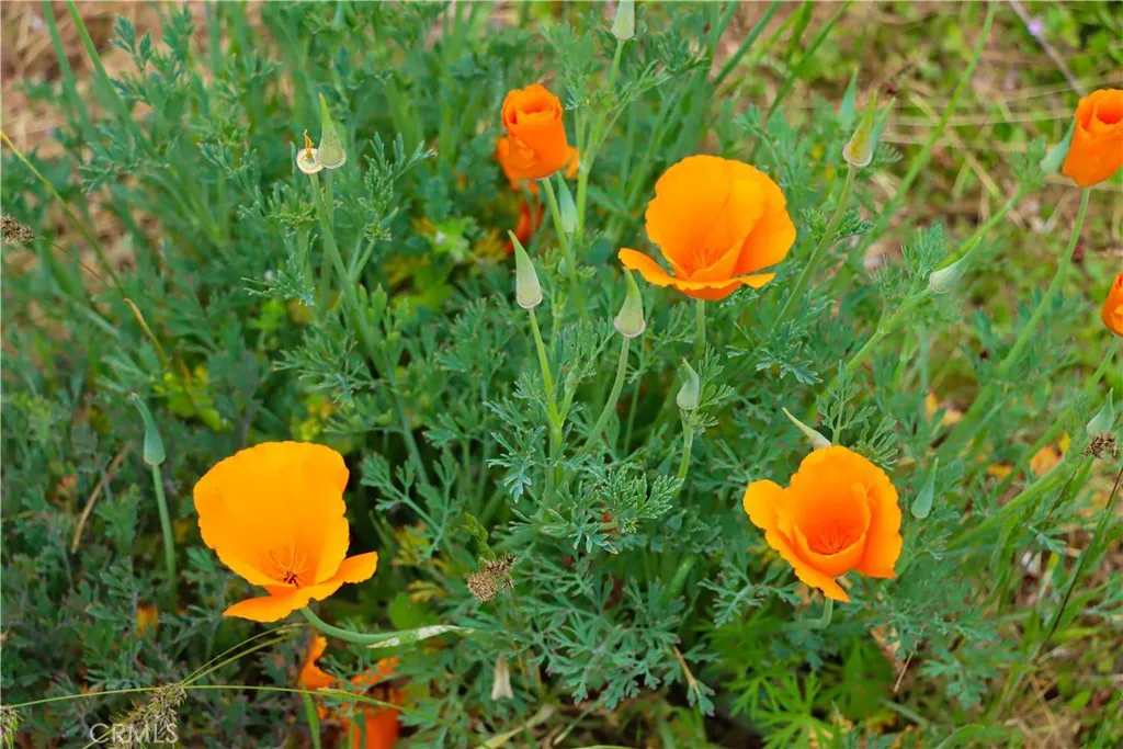 Additional image 31 of 41820 Dillon, Ahwahnee, CA 93601