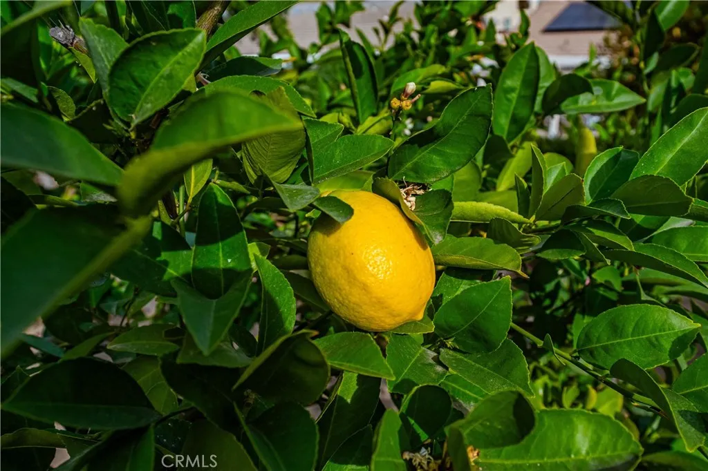 Additional image 44 of 29629 Big Range Road, Canyon Lake, CA 92587