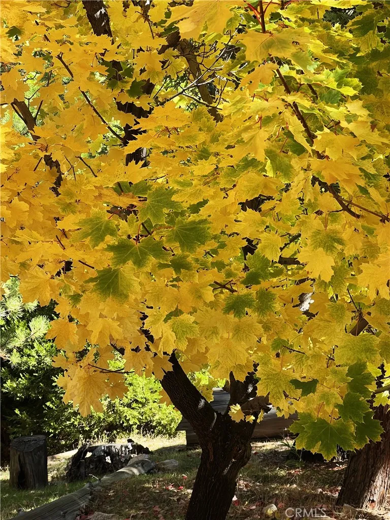 Additional image 87 of 29729 Katharine Way, Cedar Glen, CA 92321