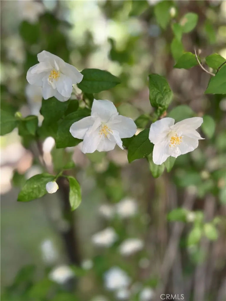 Additional image 89 of 29729 Katharine Way, Cedar Glen, CA 92321