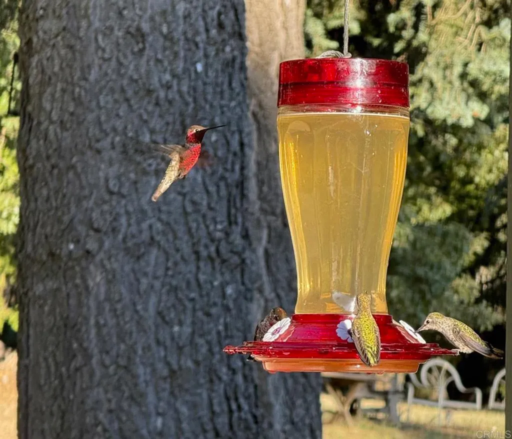 Additional image 139 of 3413 Fern Meadow Road, Palomar Mountain, CA 92060