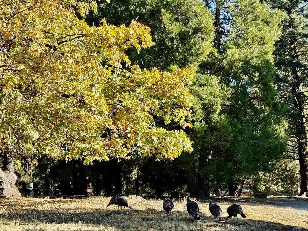 Additional image 52 of 3413 Fern Meadow Road, Palomar Mountain, CA 92060