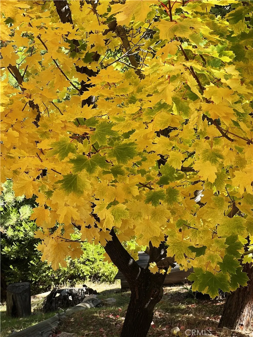 Additional image 43 of 29729 Katharine Way, Cedar Glen, CA 92321