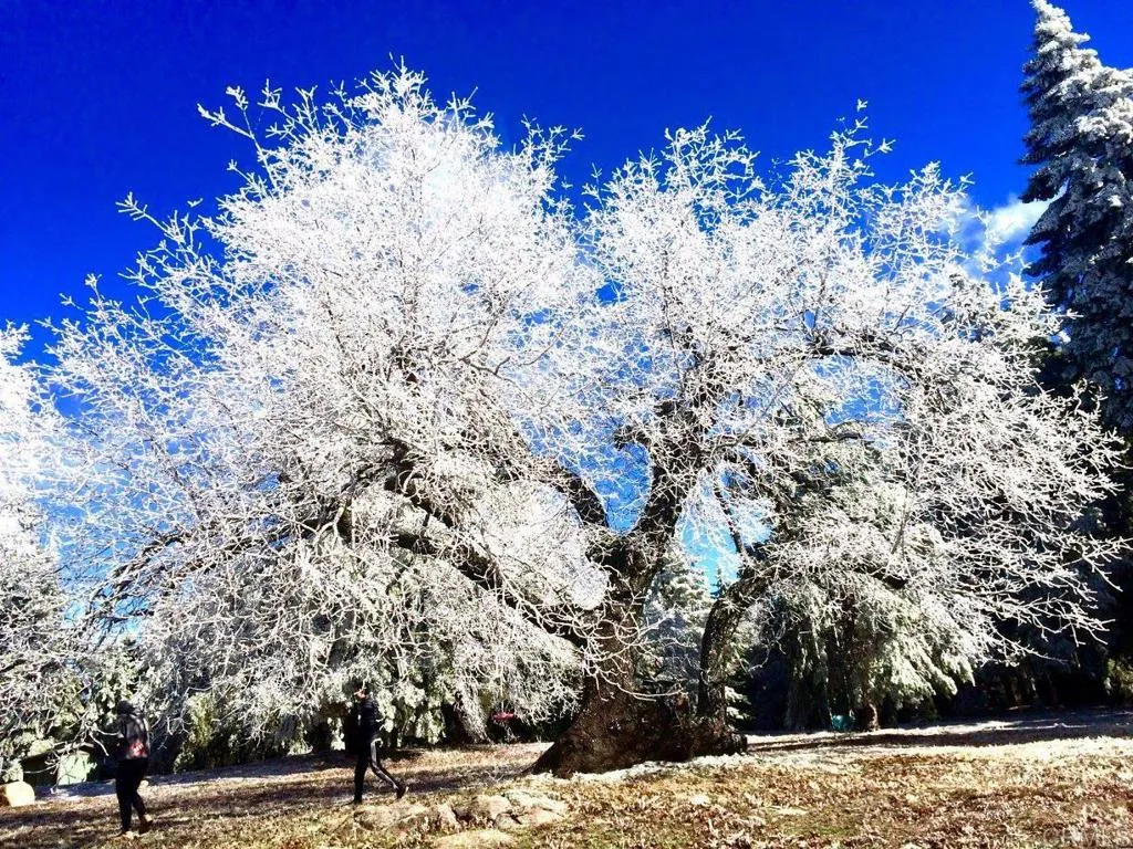 Additional image 132 of 3413 Fern Meadow Road, Palomar Mountain, CA 92060