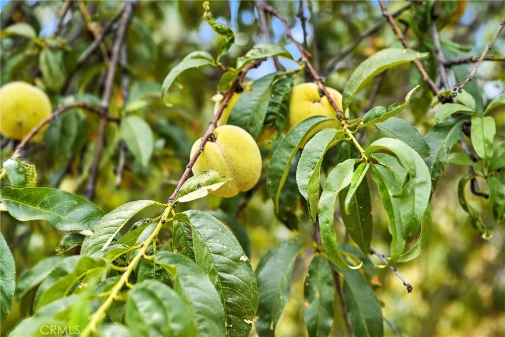 Additional image 57 of 20110 Jerusalem Grade, Lower Lake, CA 95457