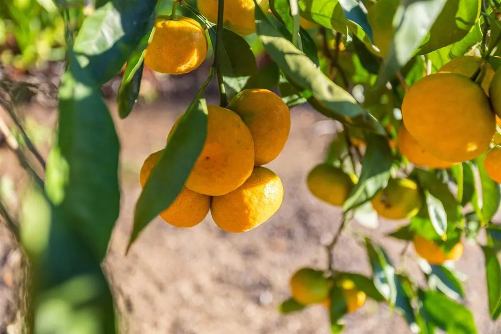 Additional image 38 of 351 Sheila Lane, Fallbrook, CA 92028