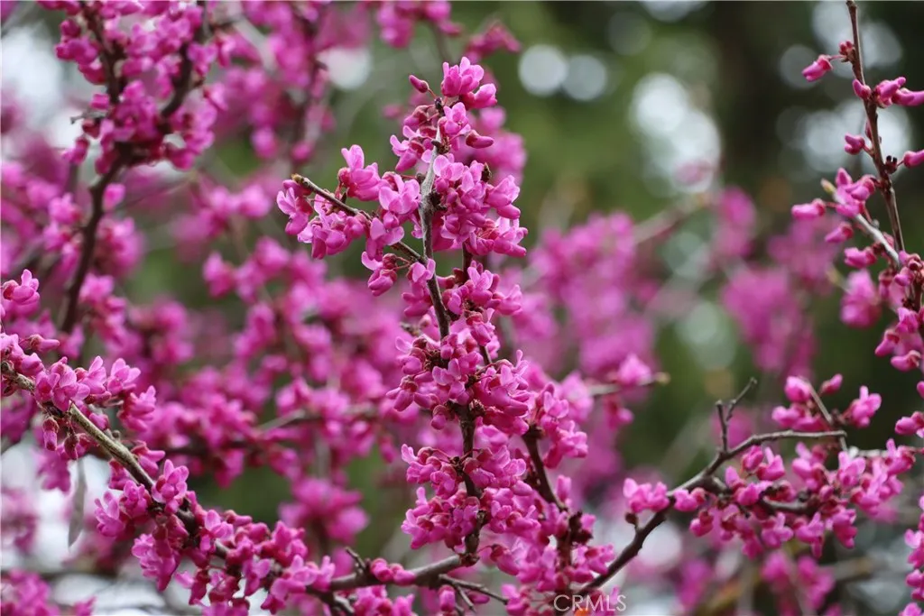 Additional image 83 of 41820 Dillon, Ahwahnee, CA 93601