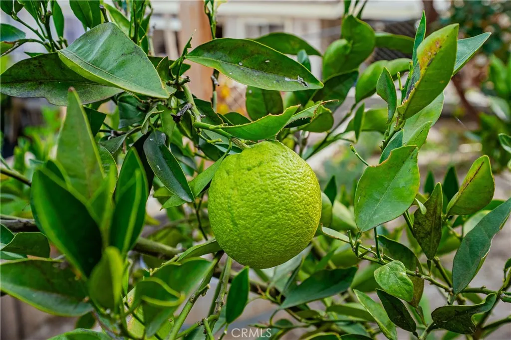 Additional image 42 of 29629 Big Range Road, Canyon Lake, CA 92587