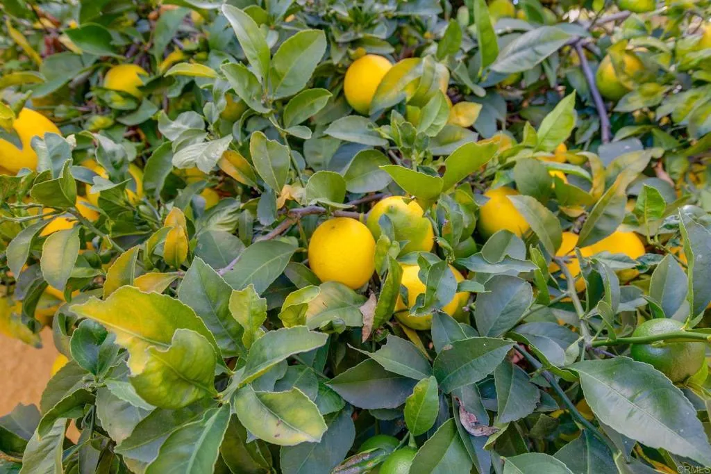 Additional image 79 of 10217 Prairie Springs Rd Road, San Diego, CA 92127