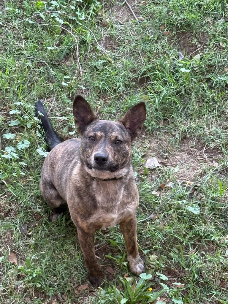 Additional image 115 of 9236 Mango Ave, Fontana, CA 92335