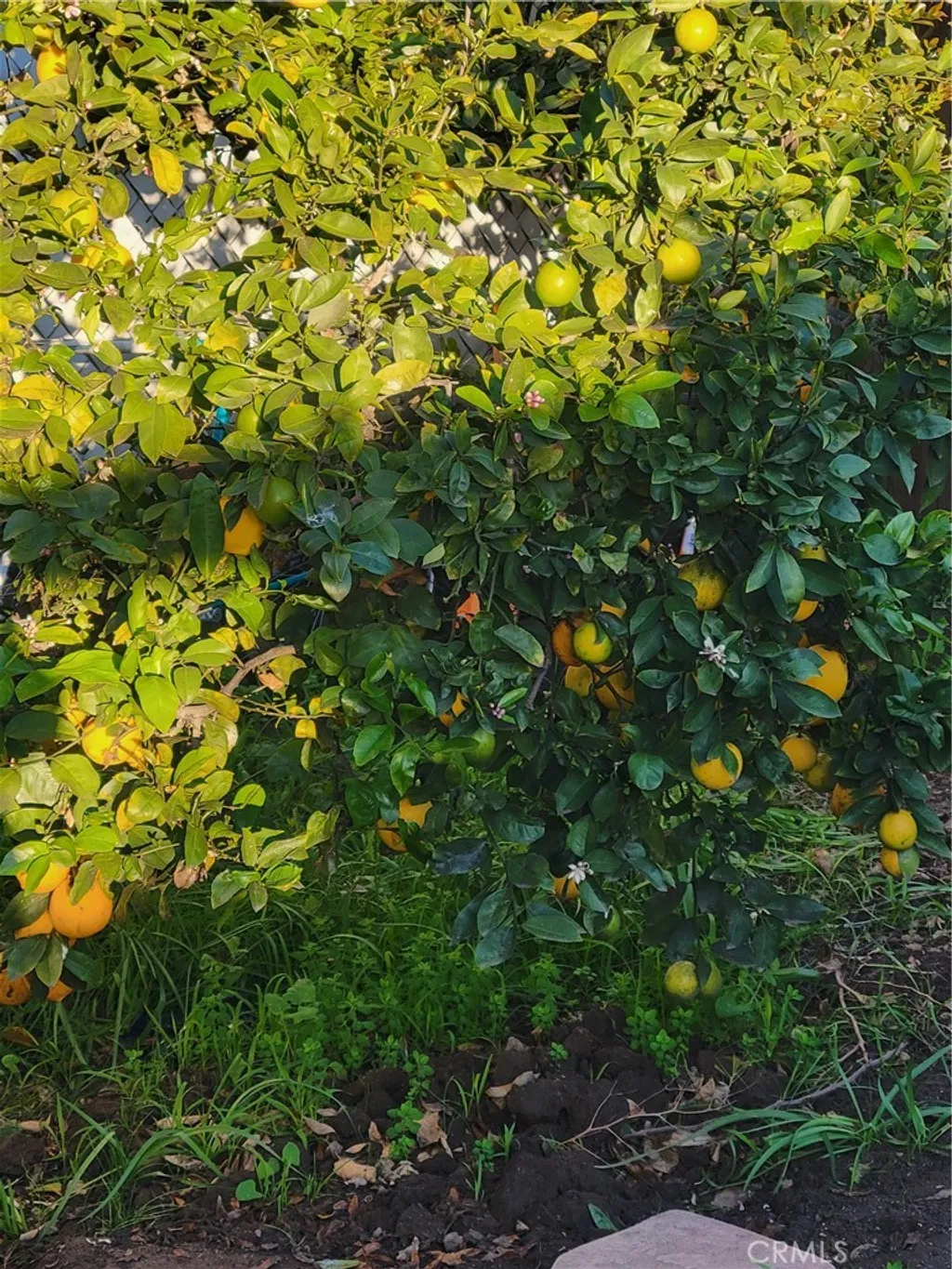 Additional image 31 of 1934 Vineyard, Los Angeles, CA 90016