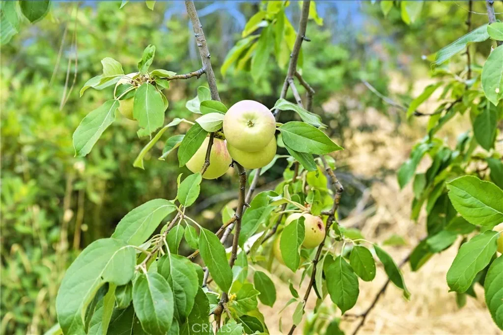 Additional image 55 of 20110 Jerusalem Grade, Lower Lake, CA 95457