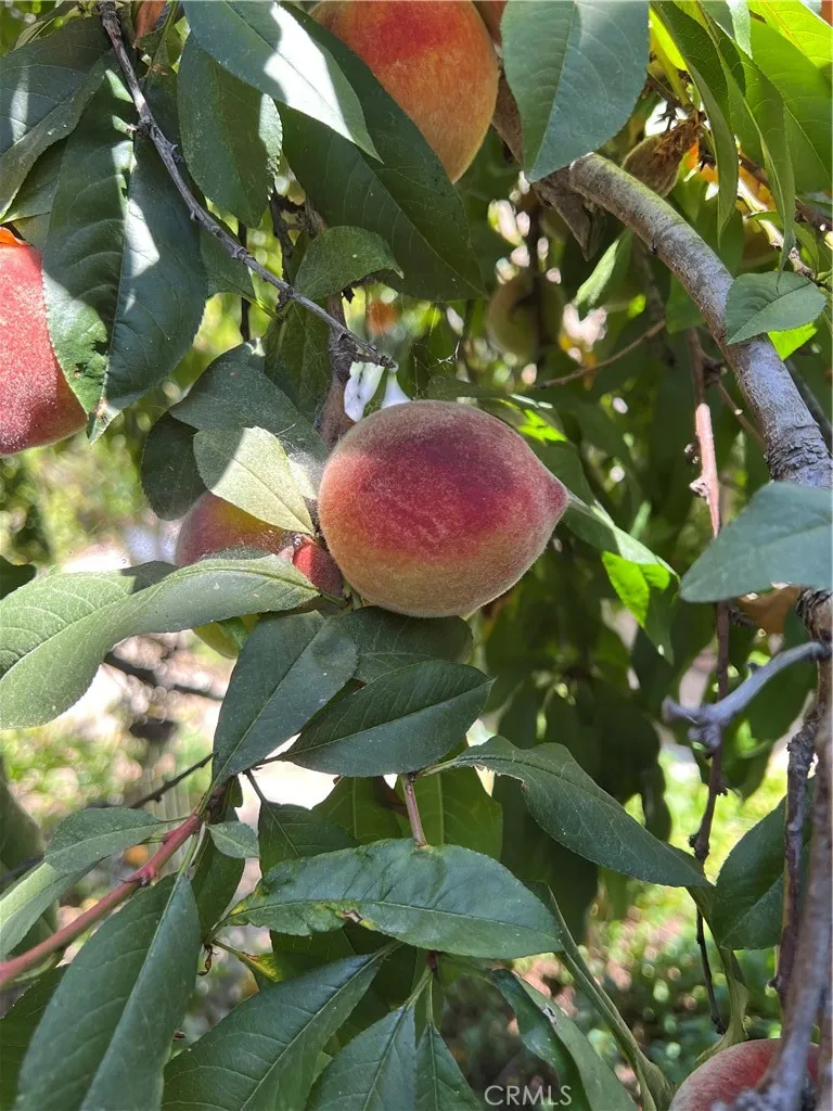 Additional image 48 of 18 Paseo Canos, San Clemente, CA 92673