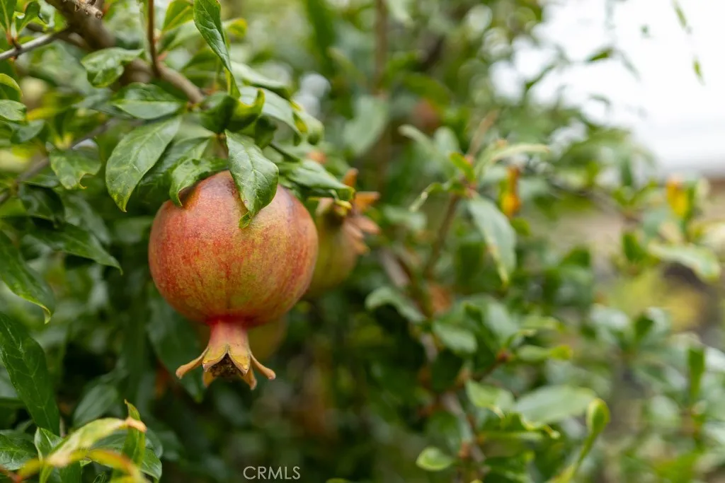 Additional image 70 of 2542 Vuelta Grande Ave, Long Beach, CA 90815