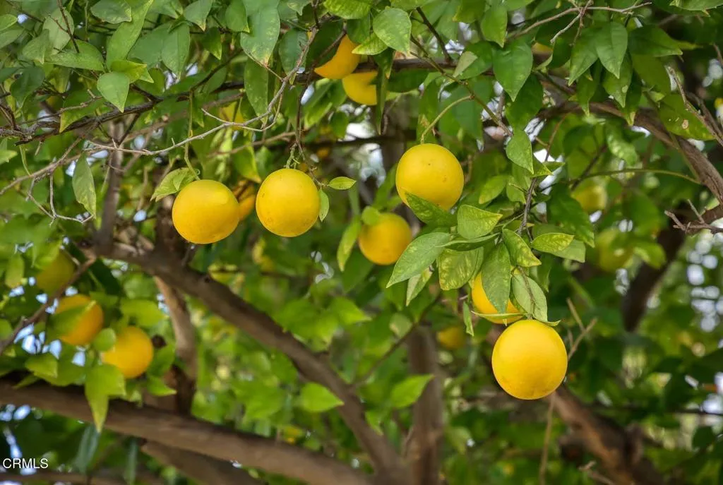 Additional image 60 of 7046 Murietta Avenue, Los Angeles, CA 91405