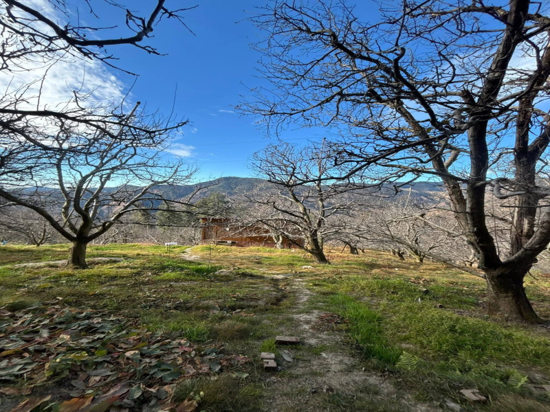 Additional image 3 of Fagu, Shimla