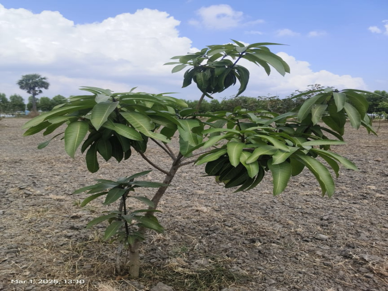 Additional image 2 of Madhurandagam, Chennai