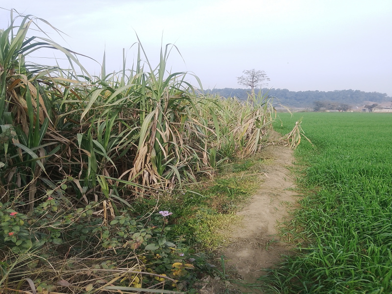 Additional image 3 of Balliwala, Dehradun