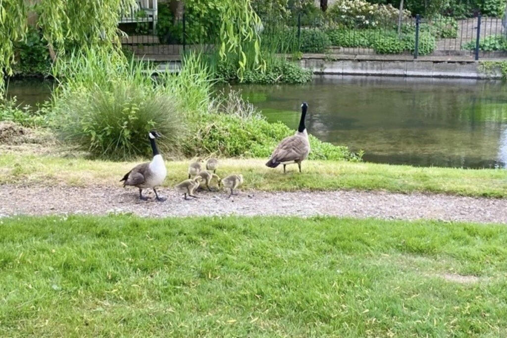 Additional image 9 of The Beeches, St. Albans, AL2