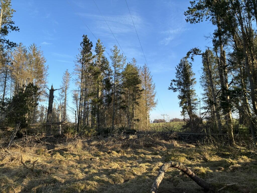 Additional image 6 of Woodland at Dessmuir Estate, Aboyne