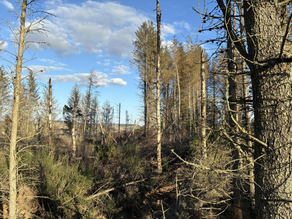 Additional image 5 of Woodland at Dessmuir Estate, Aboyne