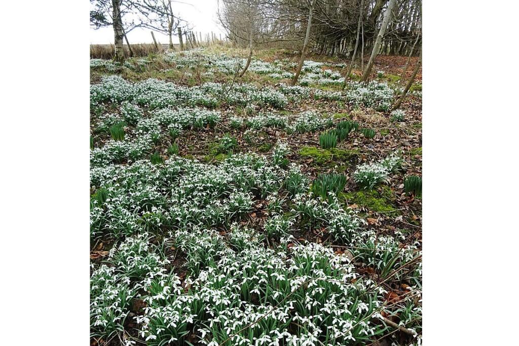 Additional image 7 of Snowdrop, Land at West Church, Deskford, Cullen, AB565YJ