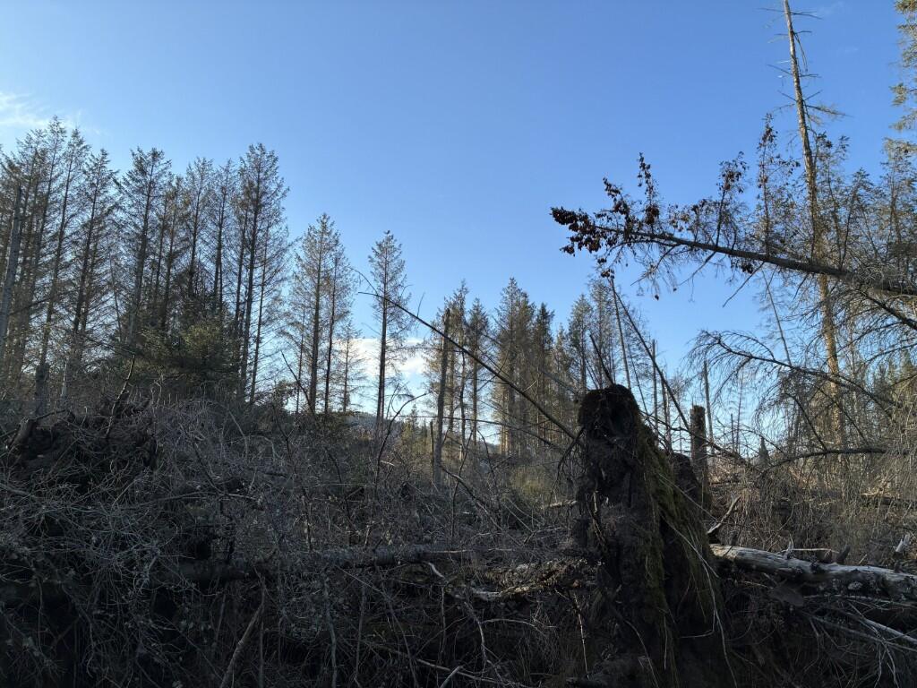 Additional image 10 of Woodland at Dessmuir Estate, Aboyne