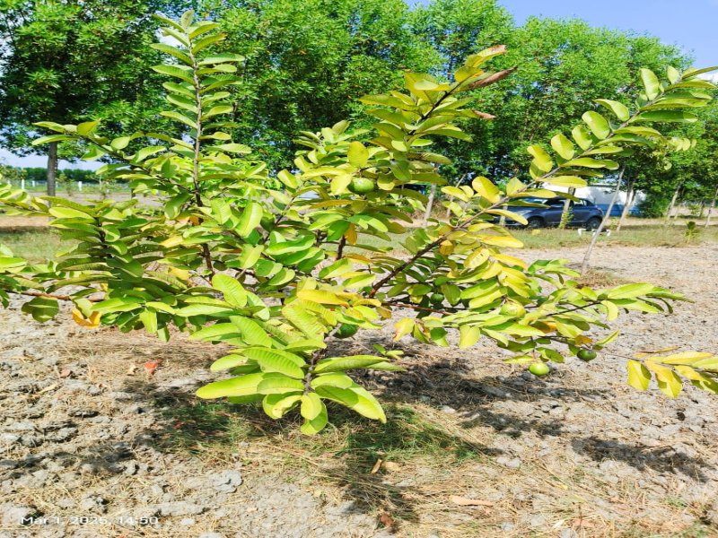 Additional image 2 of Madhurandagam, Chennai