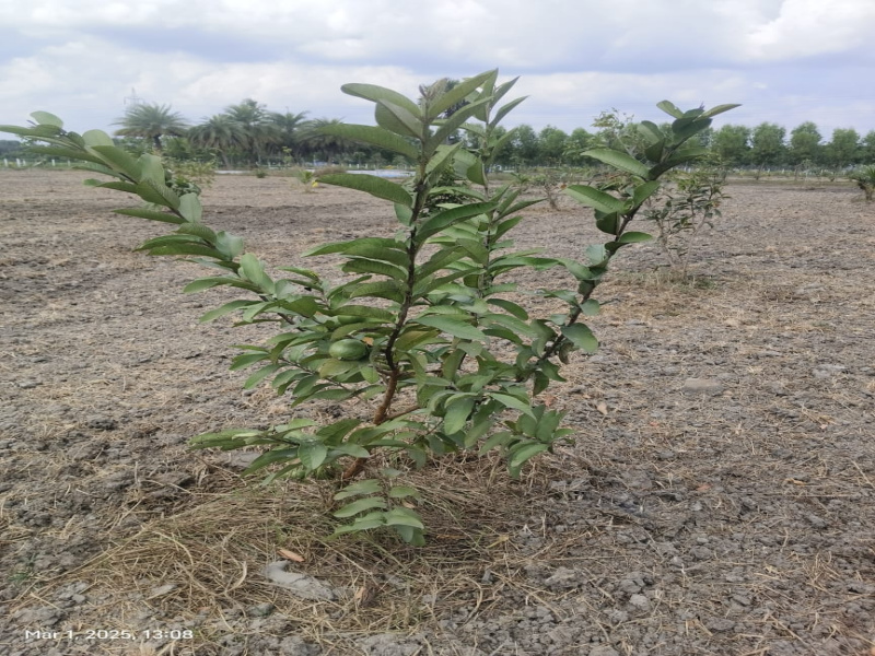 Madhurandagam, Chennai
