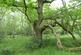 Additional image 11 of Great Wood, Stocksfield, Northumberland. NE42