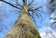 Additional image 5 of Great Wood, Stocksfield, Northumberland. NE42