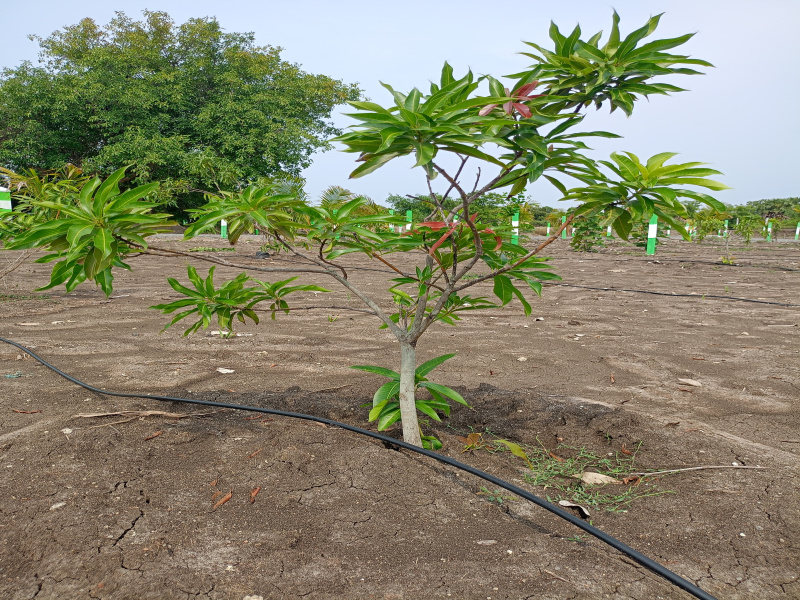 Additional image 3 of Tindivanam, Chennai