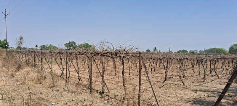 Additional image 2 of Odha, Nashik