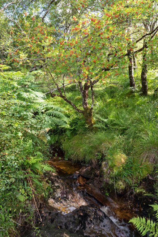 Additional image 13 of Land for saleSt. Catherines Forest, Cairndow, Cowal Peninsula, Argyll & Bute PA25