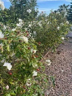 Additional image 36 of 2287 Levante Street Unit B, Carlsbad, CA 92009