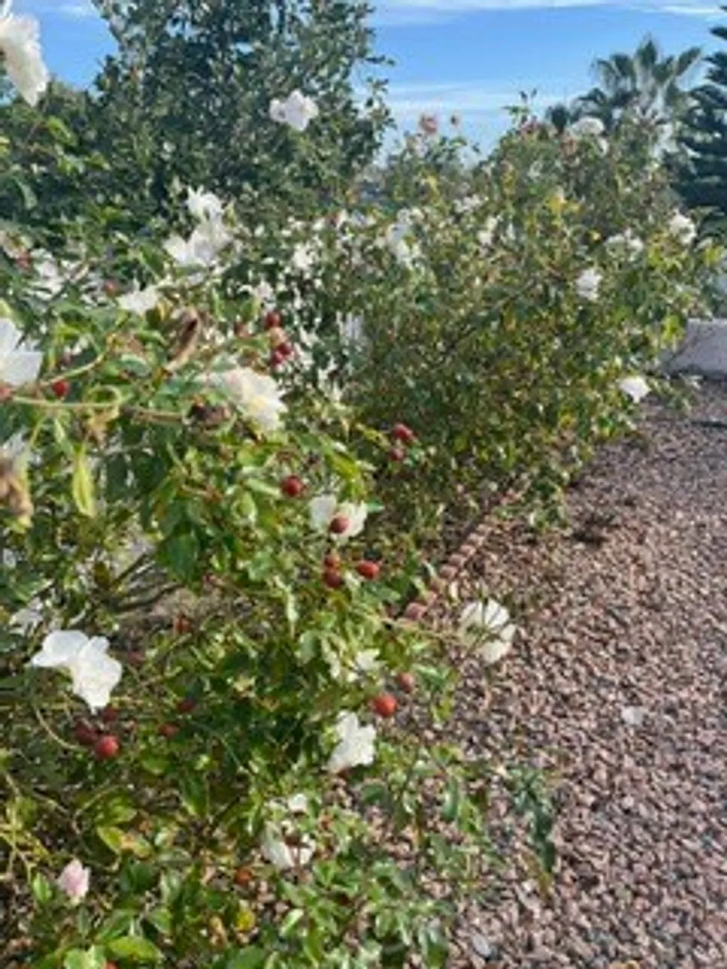 Additional image 7 of 2287 Levante Street Unit B, Carlsbad, CA 92009