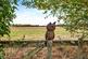 Additional image 29 of Beccles Road, Toft Monks, Beccles, Norfolk, NR34